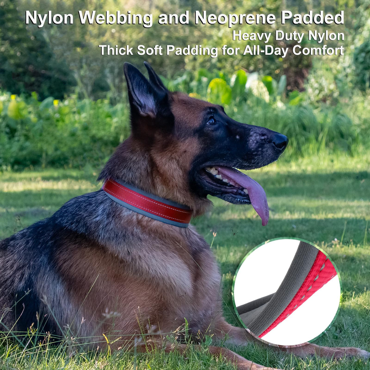 Personalized Dog Collar Q414