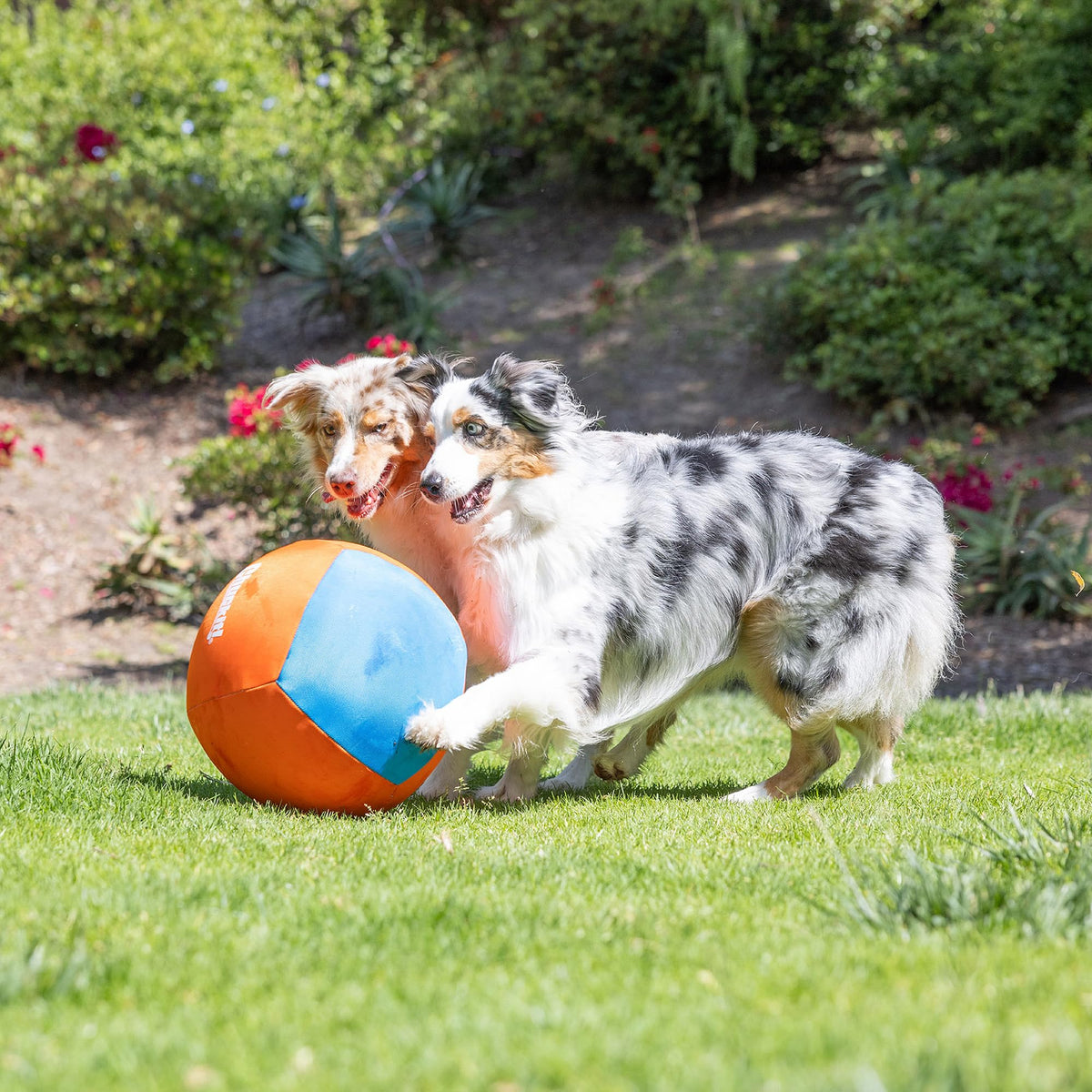 Dog Toy L564